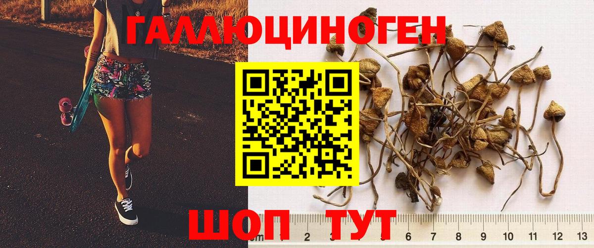 Галлюциногенные грибы Psilocybe Омск